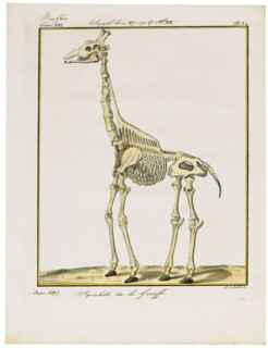 Camelopardalis giraffa, Print, skeleton
University of Amsterdam