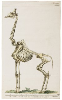 Camelopardalis giraffa, Print, skeleton
University of Amsterdam