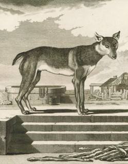 Canis lupus familiaris, Print, The domestic dog (Canis lupus familiaris when considered a