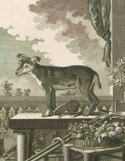 Canis lupus familiaris, Print, The domestic dog (Canis lupus familiaris when considered a