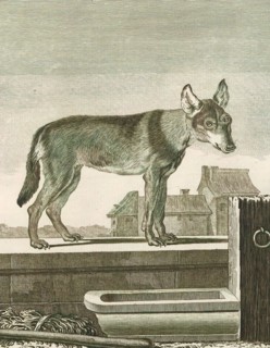 Canis lupus familiaris, Print, The domestic dog (Canis lupus familiaris when considered a