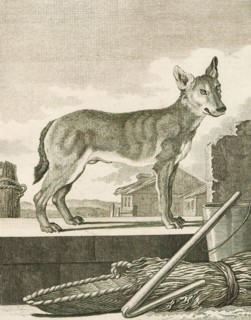 Canis lupus familiaris, Print, The domestic dog (Canis lupus familiaris when considered a