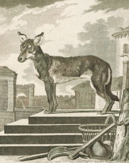 Canis lupus familiaris, Print, The domestic dog (Canis lupus familiaris when considered a