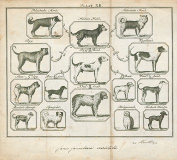 Canis lupus familiaris, Print, The domestic dog (Canis lupus familiaris when considered a