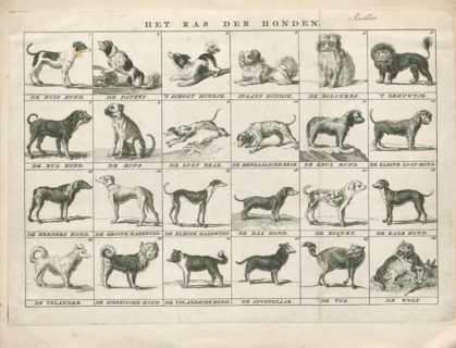 Canis lupus familiaris, Print, The domestic dog (Canis lupus familiaris when considered a