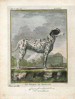 Canis lupus familiaris, Print, The domestic dog (Canis lupus familiaris when considered a