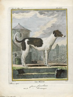 Canis lupus familiaris, Print, The domestic dog (Canis lupus familiaris when considered a