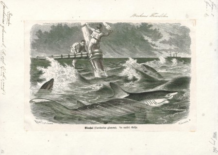 Carcharias glaucus, Print, 1700-1880
University of Amsterdam