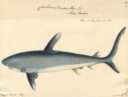 Carcharias maou, Print, 1700-1880
University of Amsterdam