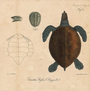 Caretta bissa, Print, Loggerhead sea turtle, The loggerhead sea turtle (Caretta caretta), also