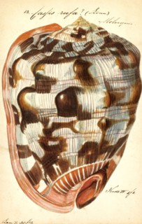 Cassis rufa, Print, Cypraecassis rufa is a species of large sea snail, a marine gastropod mollusc