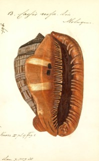 Cassis rufa, Print, Cypraecassis rufa is a species of large sea snail, a marine gastropod mollusc