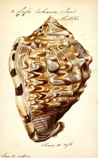 Cassis tuberosa, Print, Cassis tuberosa, the king helmet, is a species of very large sea snail with