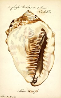 Cassis tuberosa, Print, Cassis tuberosa, the king helmet, is a species of very large sea snail with