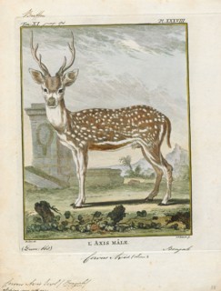 Cervus axis, Print, Chital, 1700-1880
University of Amsterdam
