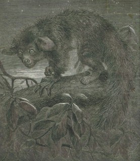 Cheiromys madagascariensis, Print, Aye-aye, The aye-aye (Daubentonia madagascariensis) is a