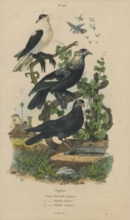 Columba livia, Print, The rock dove, rock pigeon, or common pigeon is a member of the bird family