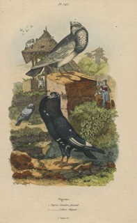 Columba livia, Print, The rock dove, rock pigeon, or common pigeon is a member of the bird family