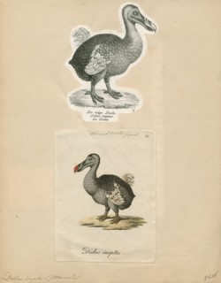 Didus ineptus, Print, The dodo (Raphus cucullatus) is an extinct flightless bird that was endemic