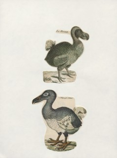Didus ineptus, Print, The dodo (Raphus cucullatus) is an extinct flightless bird that was endemic