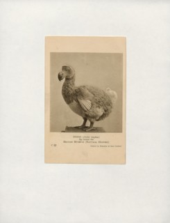 Didus ineptus, Print, The dodo (Raphus cucullatus) is an extinct flightless bird that was endemic