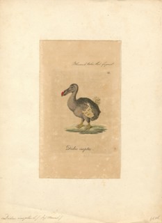 Didus ineptus, Print, The dodo (Raphus cucullatus) is an extinct flightless bird that was endemic