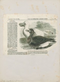 Didus ineptus, Print, The dodo (Raphus cucullatus) is an extinct flightless bird that was endemic