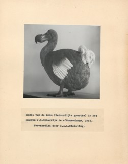 Didus ineptus, Print, The dodo (Raphus cucullatus) is an extinct flightless bird that was endemic