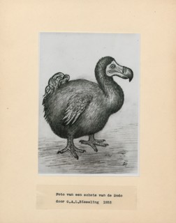 Didus ineptus, Print, The dodo (Raphus cucullatus) is an extinct flightless bird that was endemic