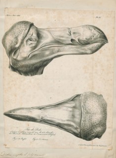 Didus ineptus, Print, The dodo (Raphus cucullatus) is an extinct flightless bird that was endemic