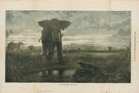 Elephas africanus, Print, The African bush elephant (Loxodonta africana), also known as the African