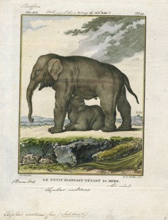 Elephas indicus, Print, Elephas is one of two surviving genera in the family of elephants,