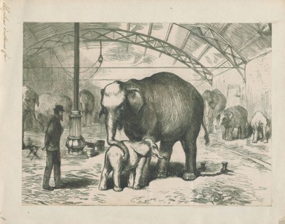 Elephas indicus, Print, Elephas is one of two surviving genera in the family of elephants,
