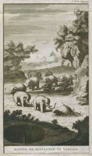 Elephas indicus, Print, Elephas is one of two surviving genera in the family of elephants,