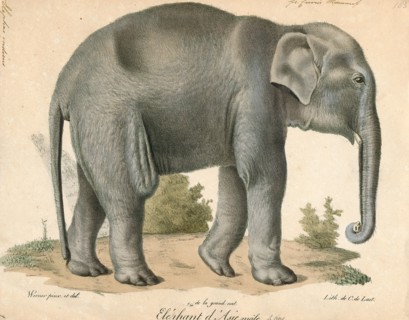 Elephas indicus, Print, Elephas is one of two surviving genera in the family of elephants,
