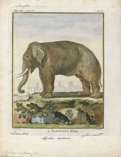 Elephas indicus, Print, Elephas is one of two surviving genera in the family of elephants,