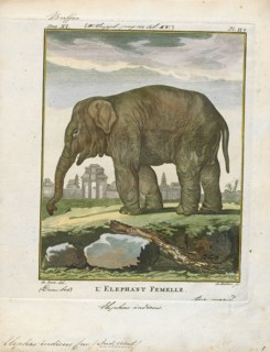 Elephas indicus, Print, Elephas is one of two surviving genera in the family of elephants,
