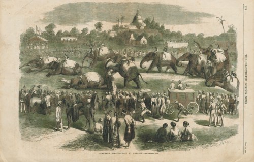 Elephas indicus, Print, Elephas is one of two surviving genera in the family of elephants,