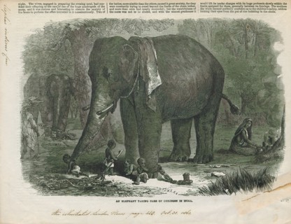Elephas indicus, Print, Elephas is one of two surviving genera in the family of elephants,