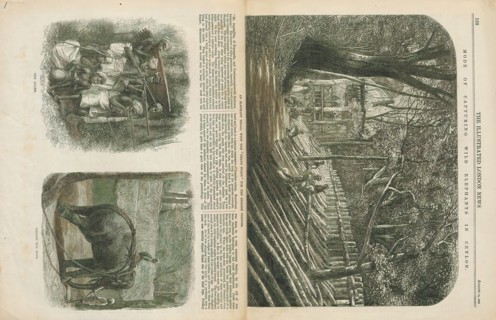 Elephas indicus, Print, Elephas is one of two surviving genera in the family of elephants,