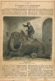 Elephas indicus, Print, Elephas is one of two surviving genera in the family of elephants,