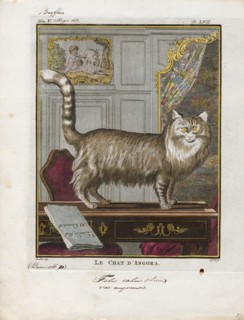 Felis catus var. angorensis, Print, Felis is a genus of small and medium-sized cat Felinae species