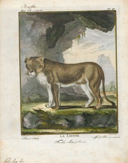 Felis leo, Print, The lion (Panthera leo) is a species in the family Felidae; it is a muscular,