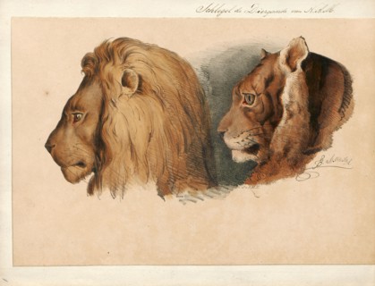 Felis leo, Print, The lion (Panthera leo) is a species in the family Felidae; it is a muscular,