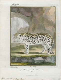 Felis onca, Print, The jaguar (Panthera onca) is a large felid species and the only extant member