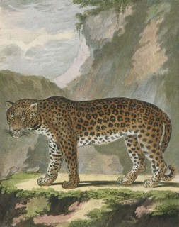 Felis pardus, Print, The leopard (Panthera pardus) is one of the five extant species in the genus