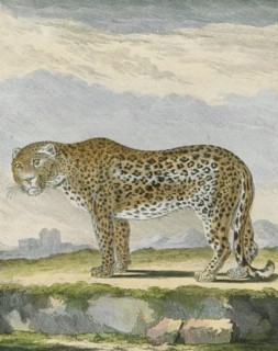 Felis pardus, Print, The leopard (Panthera pardus) is one of the five extant species in the genus
