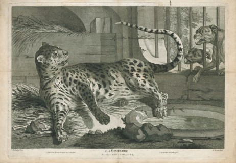 Felis pardus, Print, The leopard (Panthera pardus) is one of the five extant species in the genus