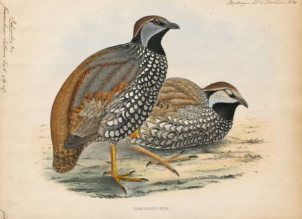 Francolinus lathami, Print, The Latham's francolin or forest francolin (Peliperdix lathami) is a