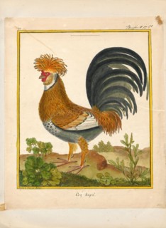 Gallus ferrugineus, Print, 1700-1880
University of Amsterdam